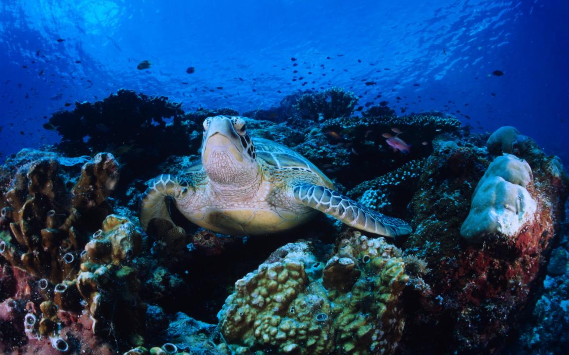 Tortue imbriquée (Eretmochelys imbricata) s'arrêtant au sol et expirant. Océan Indo-Pacifique.