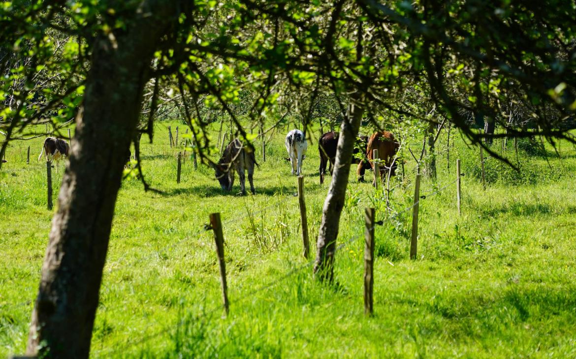Vache agroforesterie