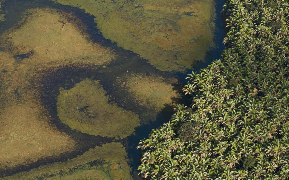 Vue aérienne de palmiers de Babassus au Brésil