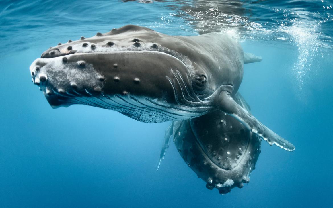 Baleine à bosse (Megaptera novaeangliae) mâle avec sa mère au repos.