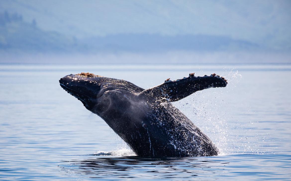 Baleine à bosse (Megaptera novaeangliae) sautant au large de l'île Kodiak, en Alaska