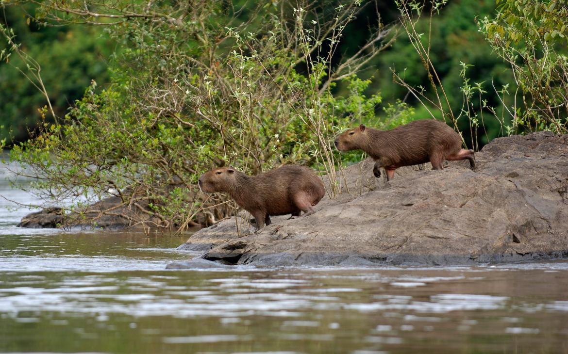 Capybara (Hydrochaeris hydrochaeris) observé dans la station écologique de Jari, en Amazonie, au Brésil. Zone protégée soutenue par l'Arpa.