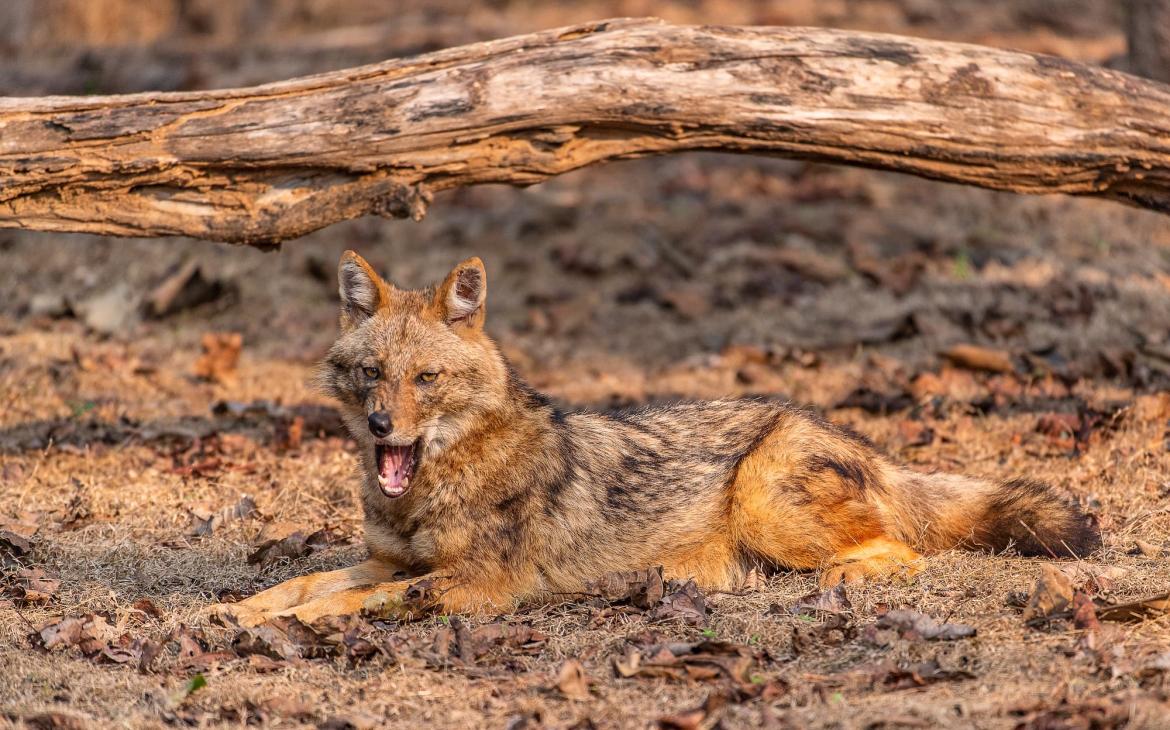 Chacal doré (Canis aureus) couché.