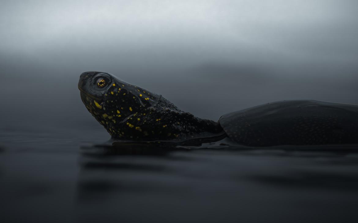 Cistude ou Tortue de Brenne (Emys orbicularis) - 2