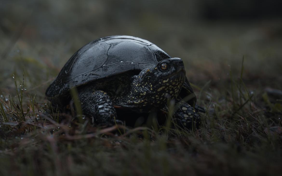 Cistude ou Tortue de Brenne (Emys orbicularis) - 3
