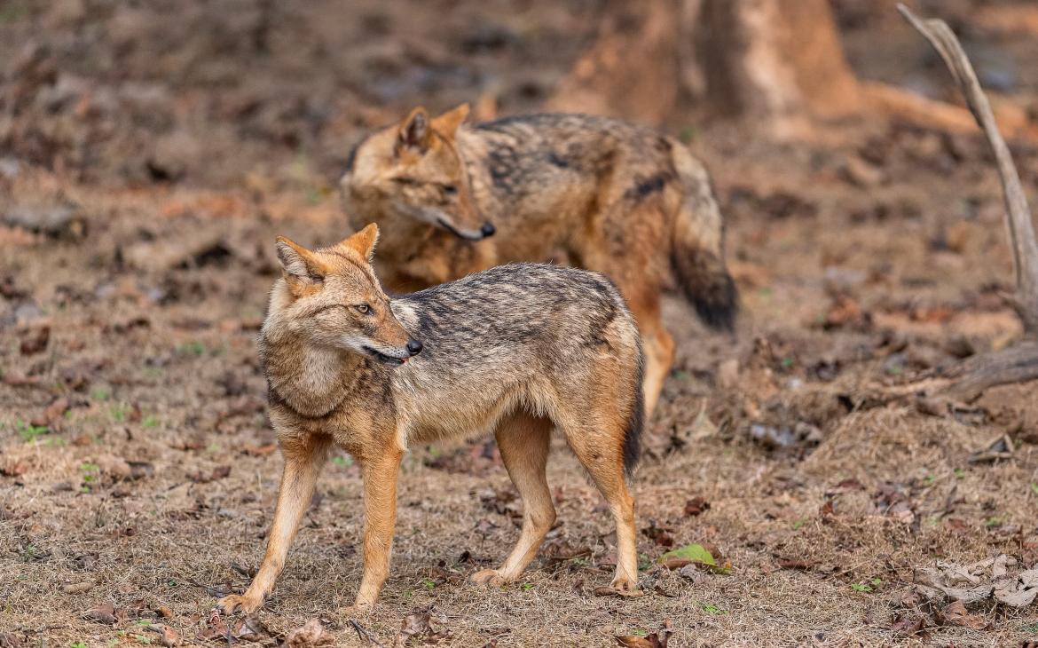 Deux Chacals dorés (Canis aureus)