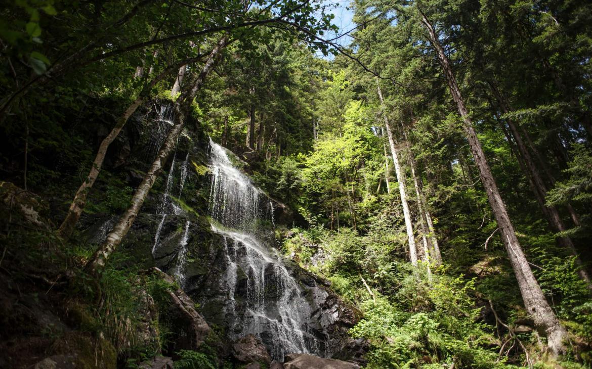 Forêts primaires Forêt-Noire