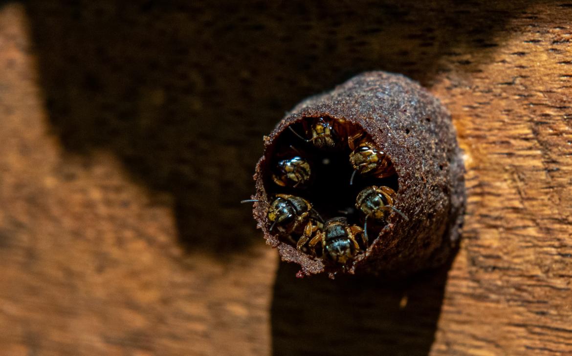 Les abeilles sans dard indigènes (également appelées abeilles méliponines) sont les principaux pollinisateurs des forêts néotropicales et contribuent au maintien de la diversité génétique de leur habitat.