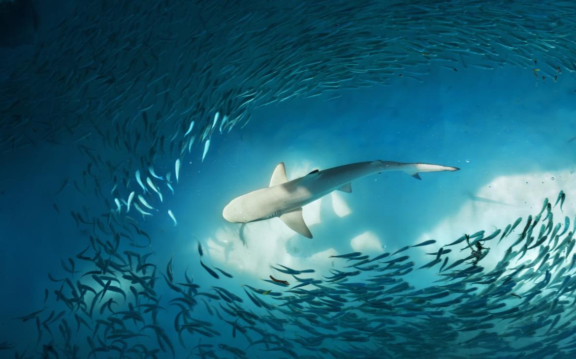 Requin à pointes noires (Carcharhinus melanopterus) et petits poissons (probablement des fusiliers) dans l'océan.