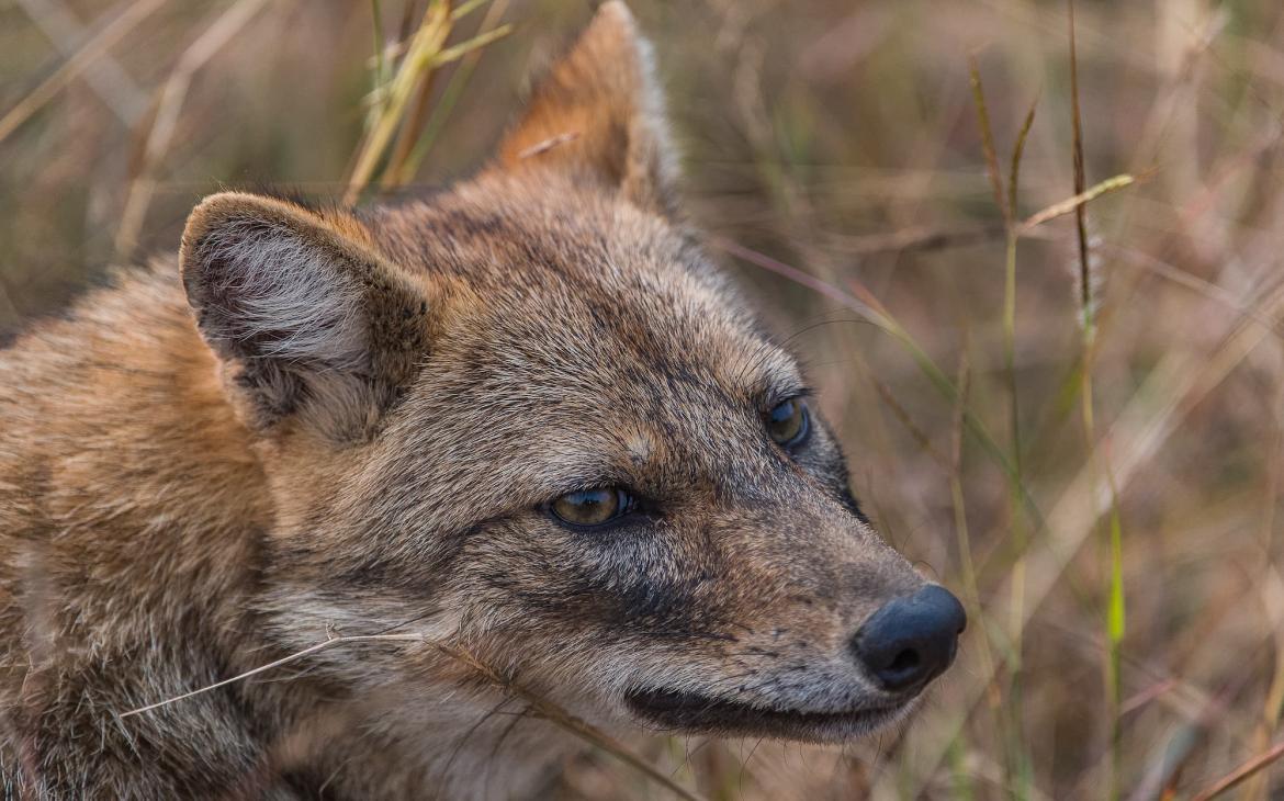 Tête du Chacal doré (Canis aureus)
