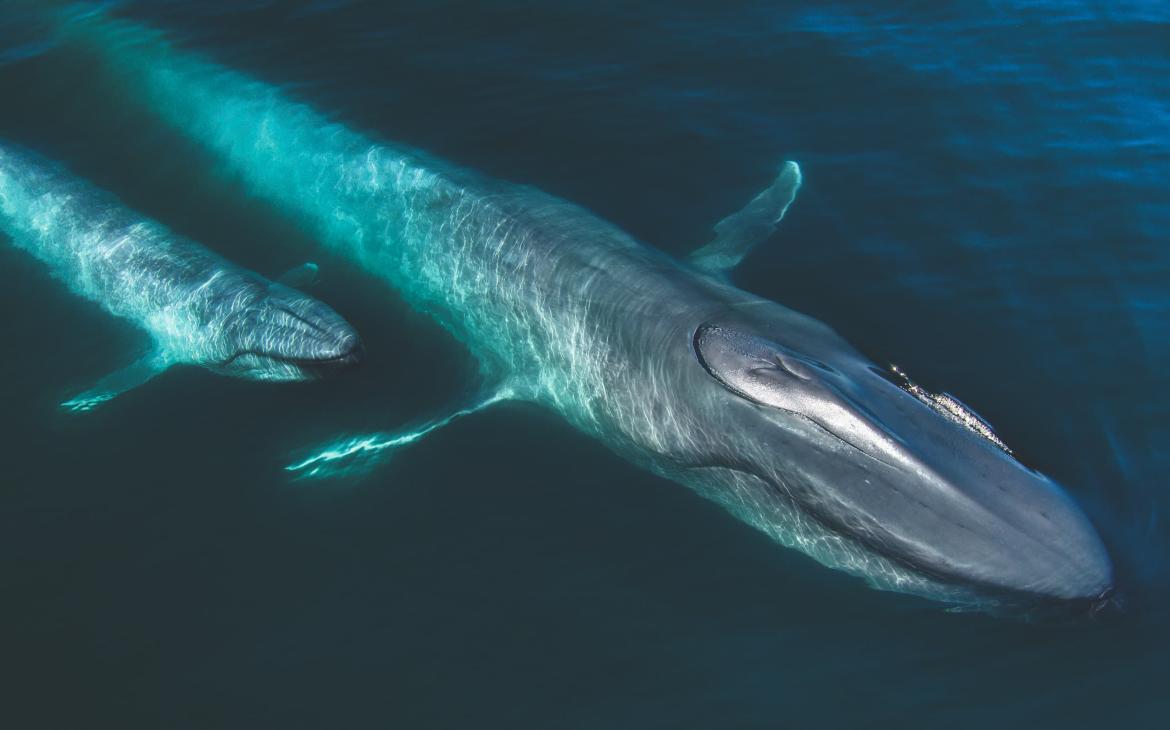 Une mère baleine bleue et son baleineau (Balaenoptera musculus)