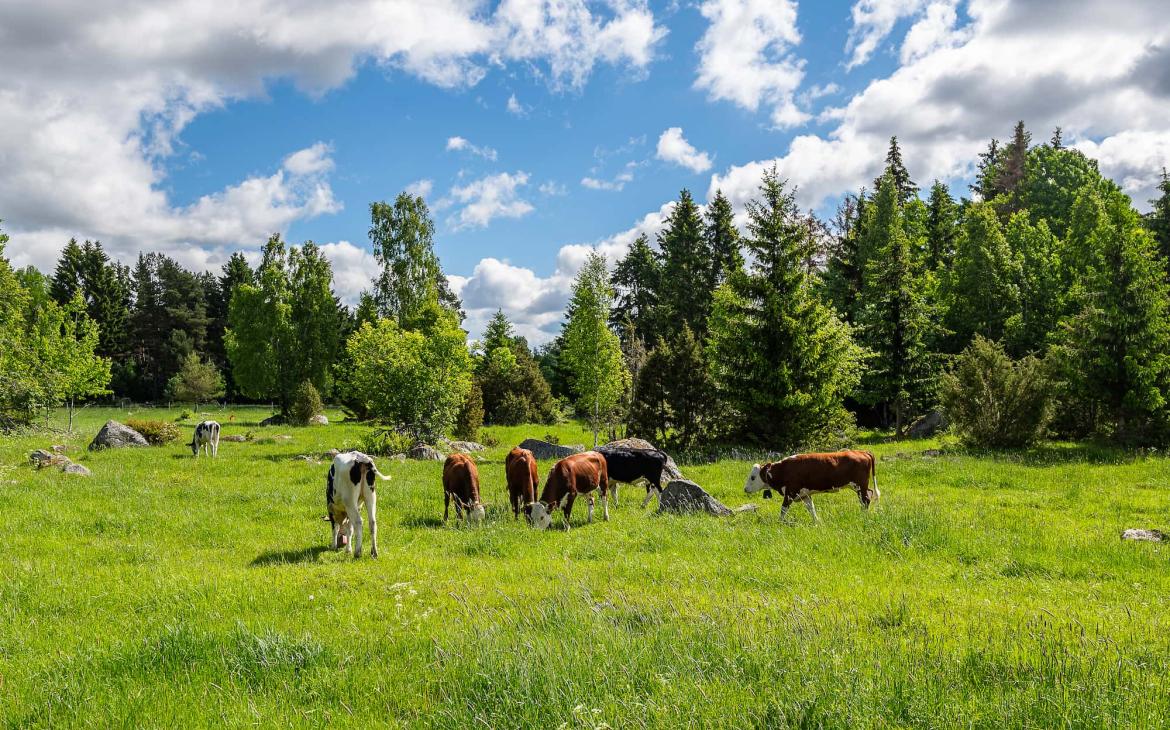 Vaches dans un pâturage naturel