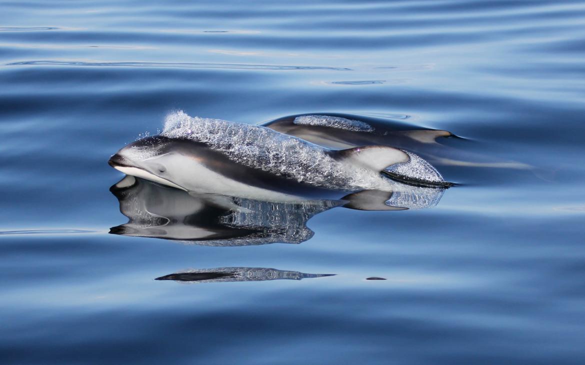 Dauphin à flancs blancs du Pacifique (Lagenorhynchus obliquidens)
