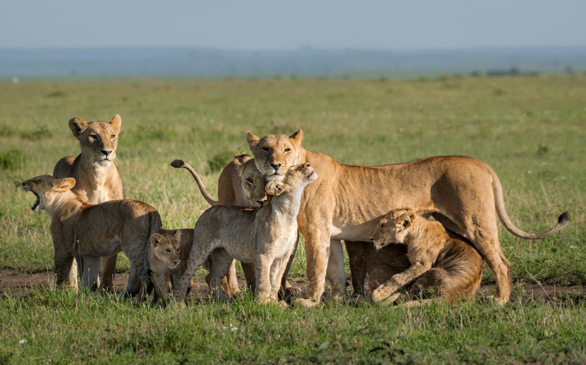 Famille de Lion d'Afrique (Panthera leo) Kenya.