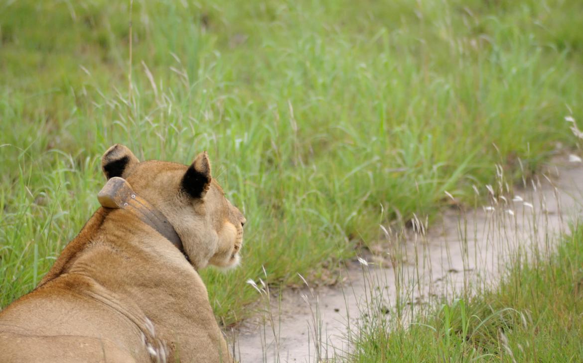 Lionne équipée d'un collier GPS (Panthera Leo)
