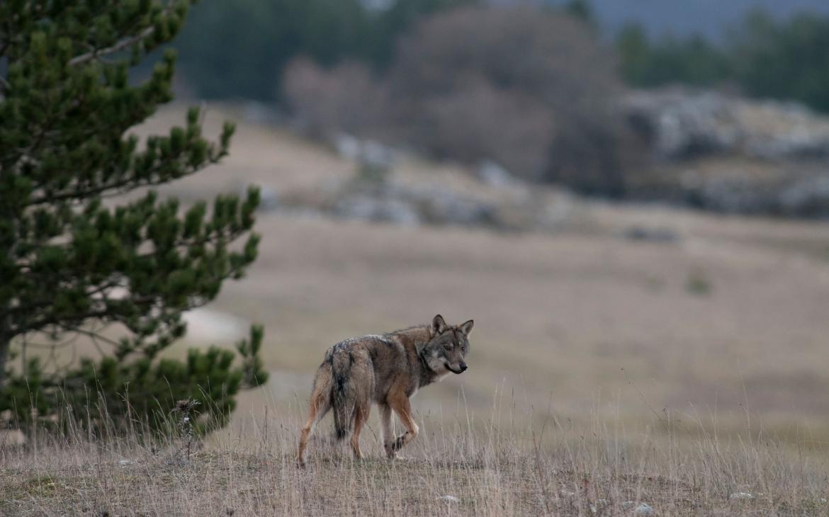  Loup européen (Canis lupus lupus)