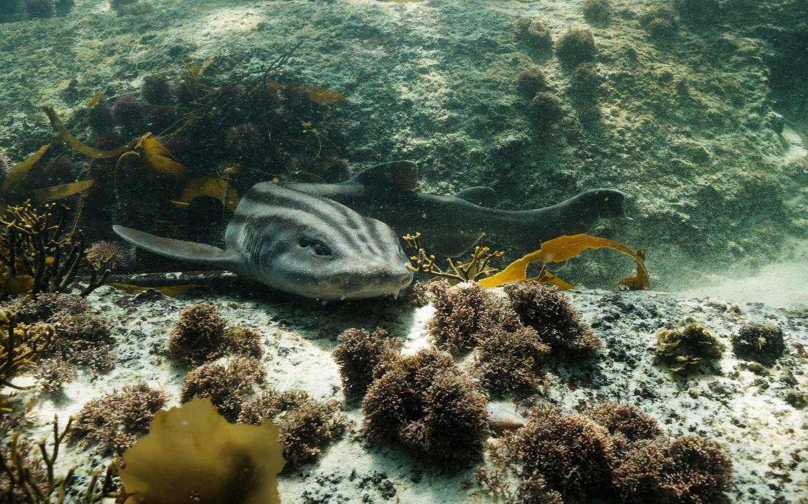 Requin-chat rayé ou requin-pyjama (Poroderma africanum) se reposant sur le fond marin dans la forêt de varech en Afrique du Sud.