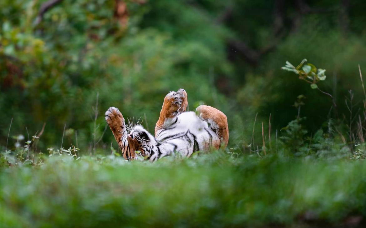 Tigre (Panthera tigris) se reposant dans la réserve de tigres de Bandhavgarh dans le parc national de Bandhavgarh en Inde.