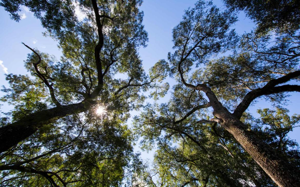 Arbres - Région du Grand Chaco