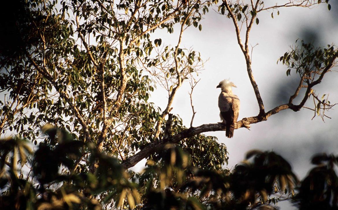 Harpie féroce (Harpia harpyja)