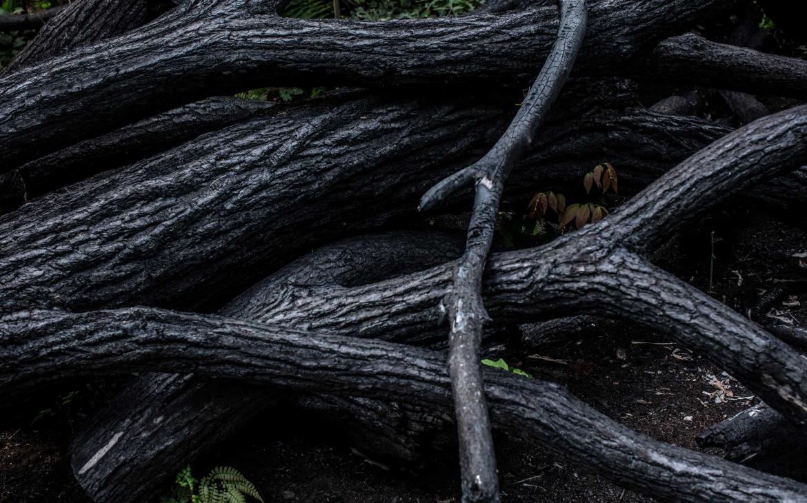 Incendies de Forêt, Almarito de la Frontera, Bolivie.