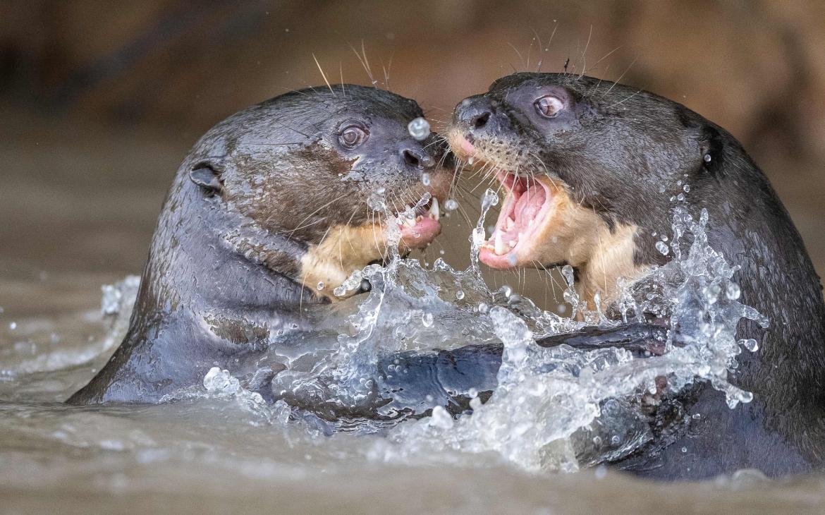 Loutre de rivière géante (Pteronura brasiliensis)