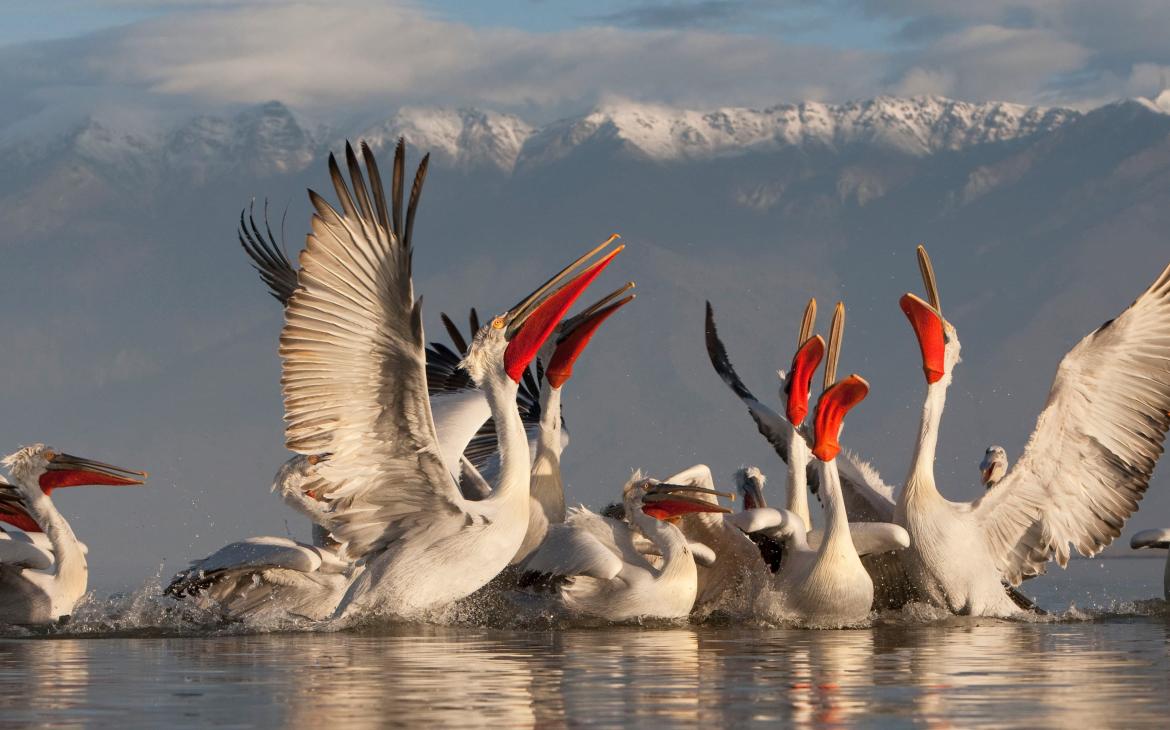 Pélicans frisés (Pelecanus crispus), Grèce.