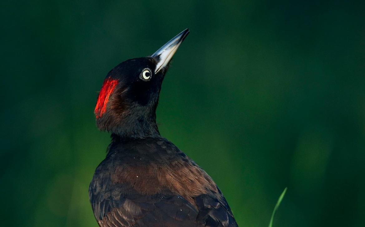 Pic Noir (Dryocopus martius)