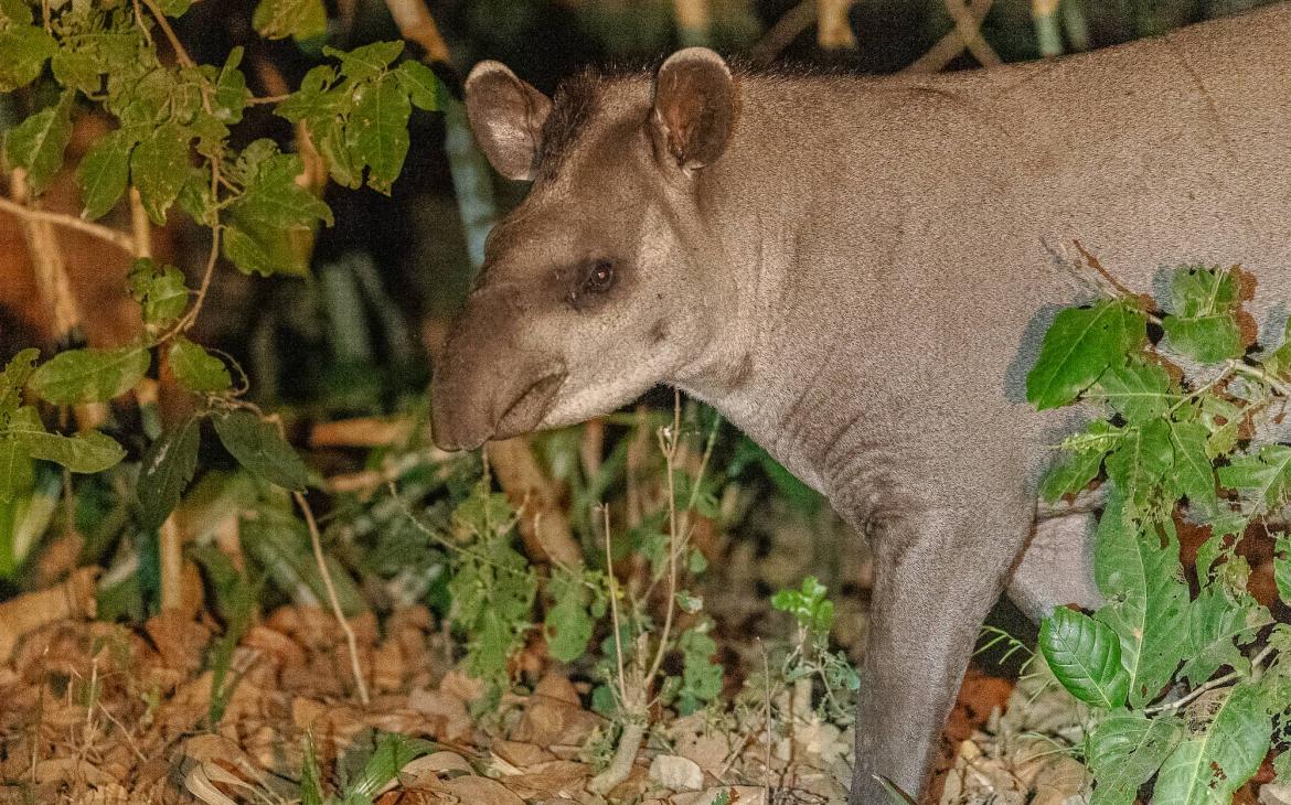 Tapir du Brésil (Tapirus terrestris)