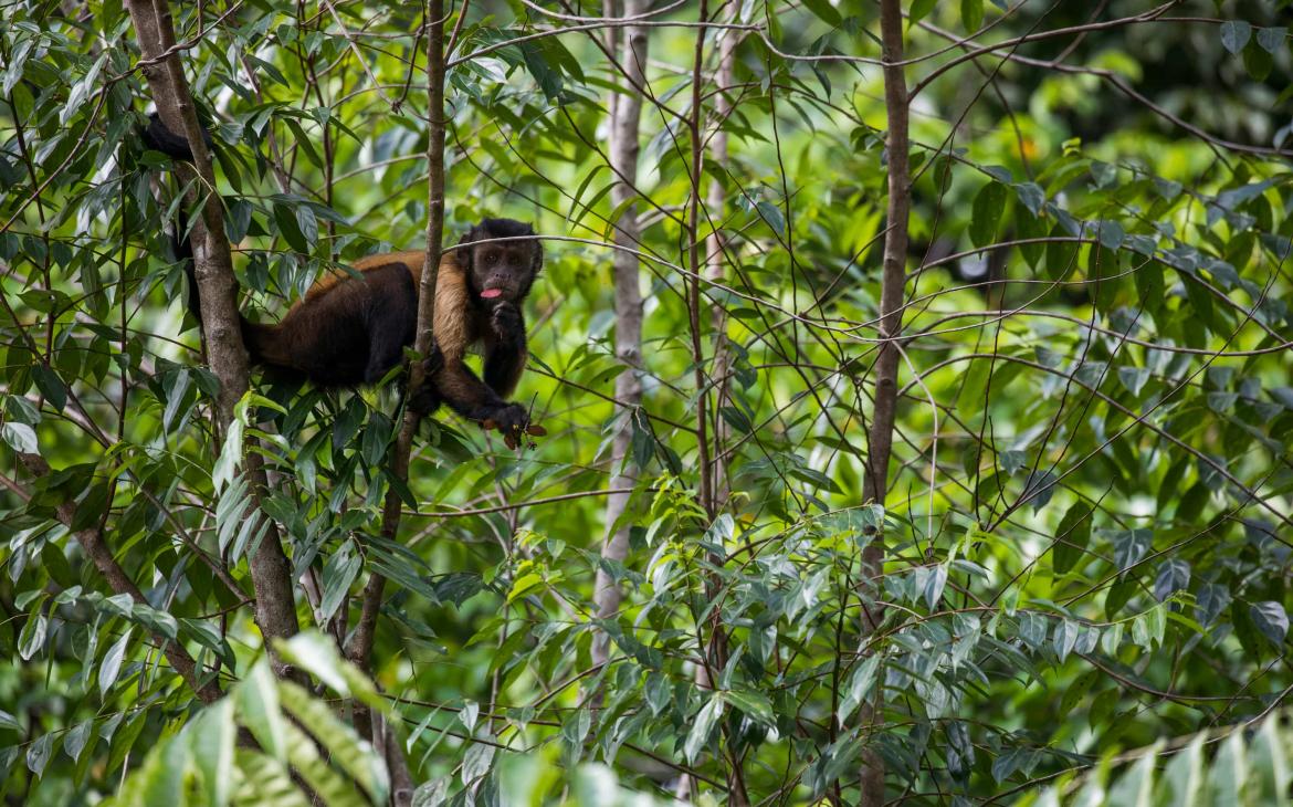 Un capucin brun photographié dans la Réserve Naturelle des Nouragues, Guyane Française.