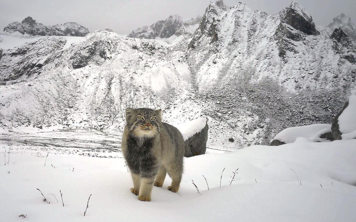 Première preuve photographique du « chat de Pallas » au-dessus de 4 992 m d'altitude