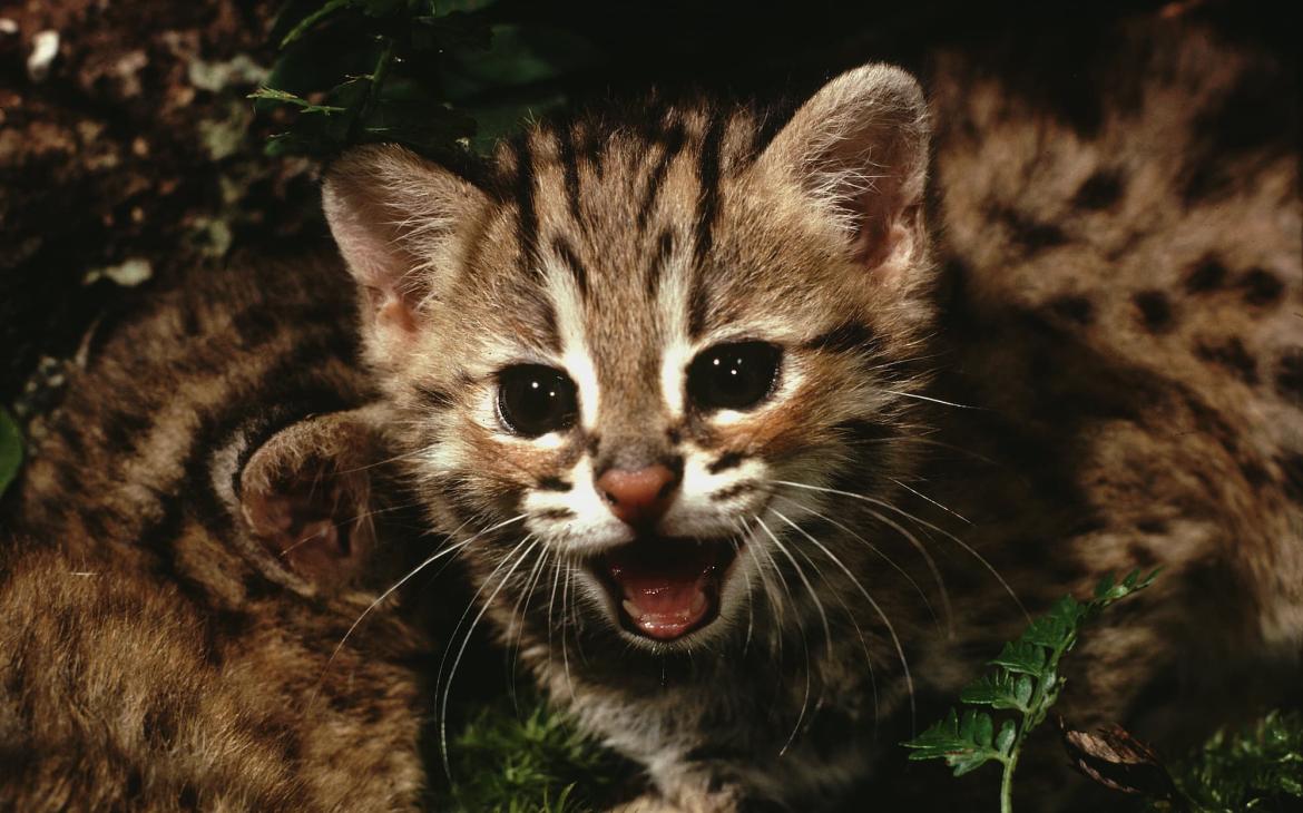 Chat léopard (Prionailurus bengalensis),
