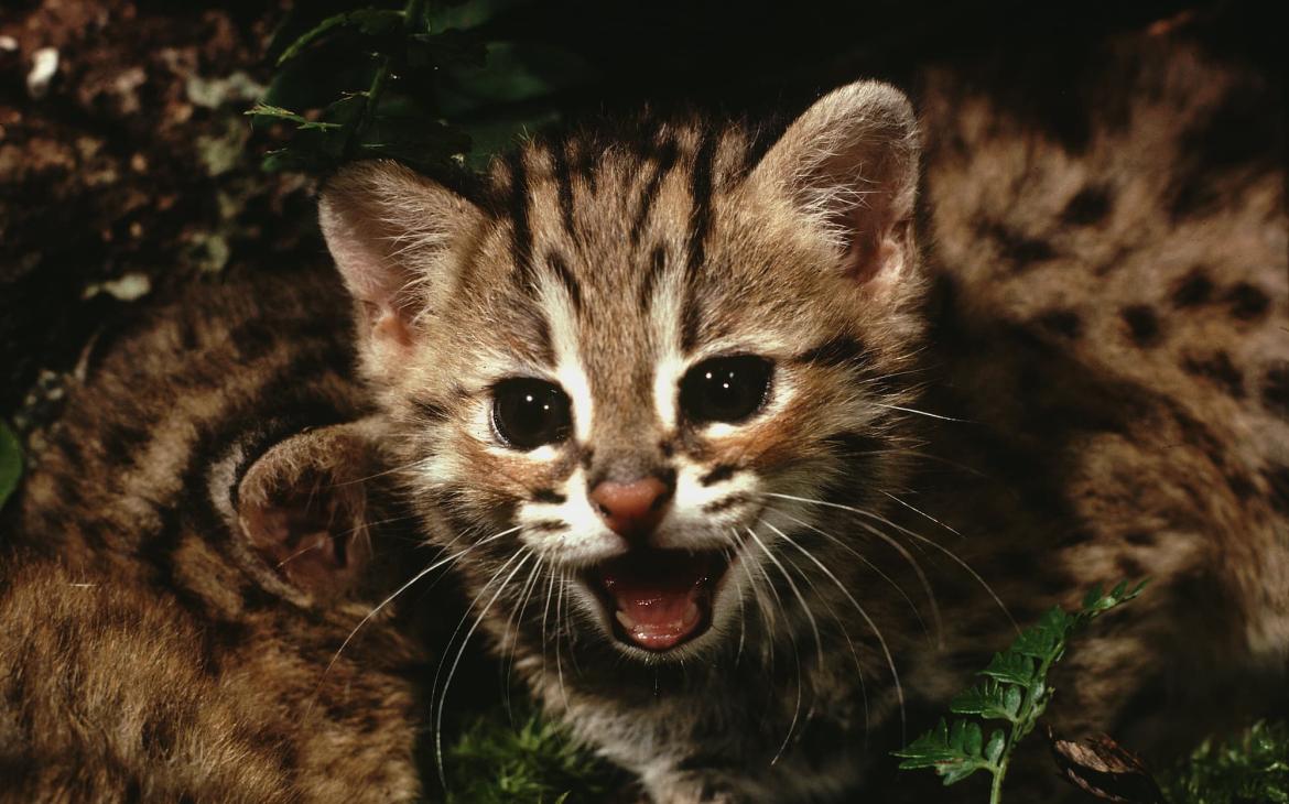 Chat léopard (Prionailurus bengalensis),