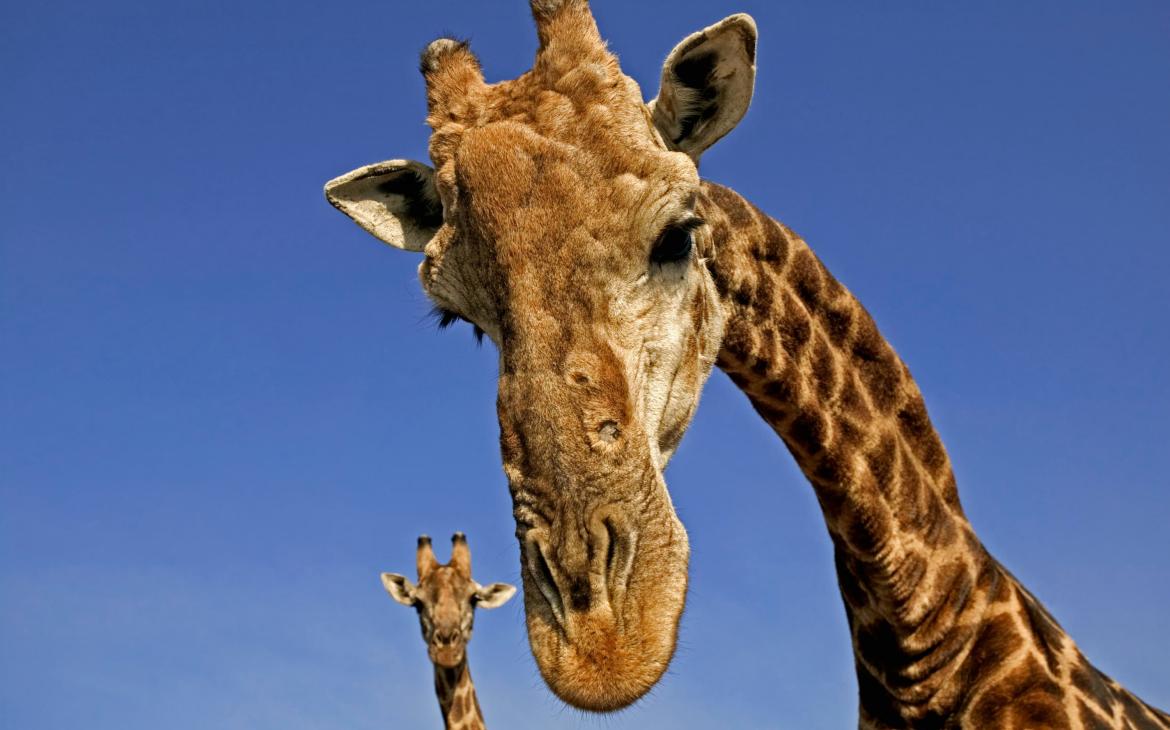Girafe du Cap (Giraffa camelopardalis giraffa)