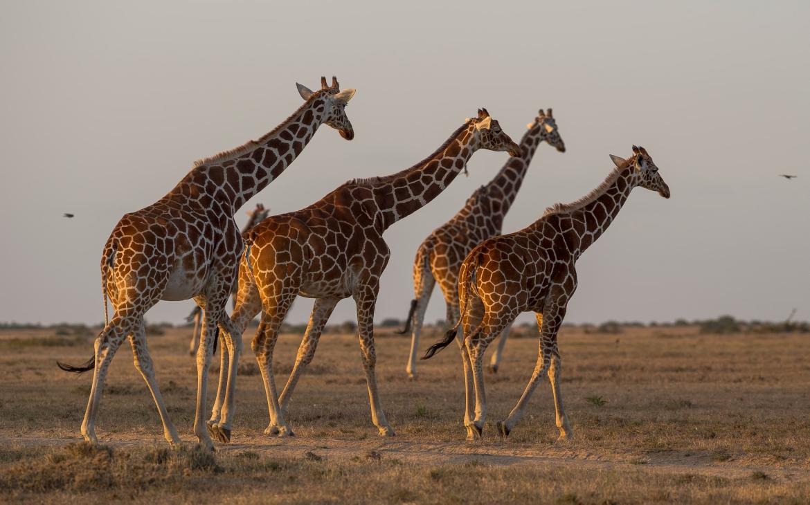 Girafe réticulée (Giraffa camelopardalis reticulata)