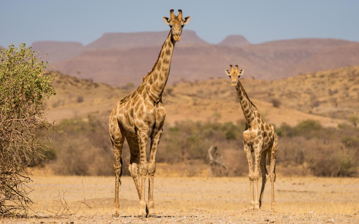 Girafes du sud (giraffa giraffa)