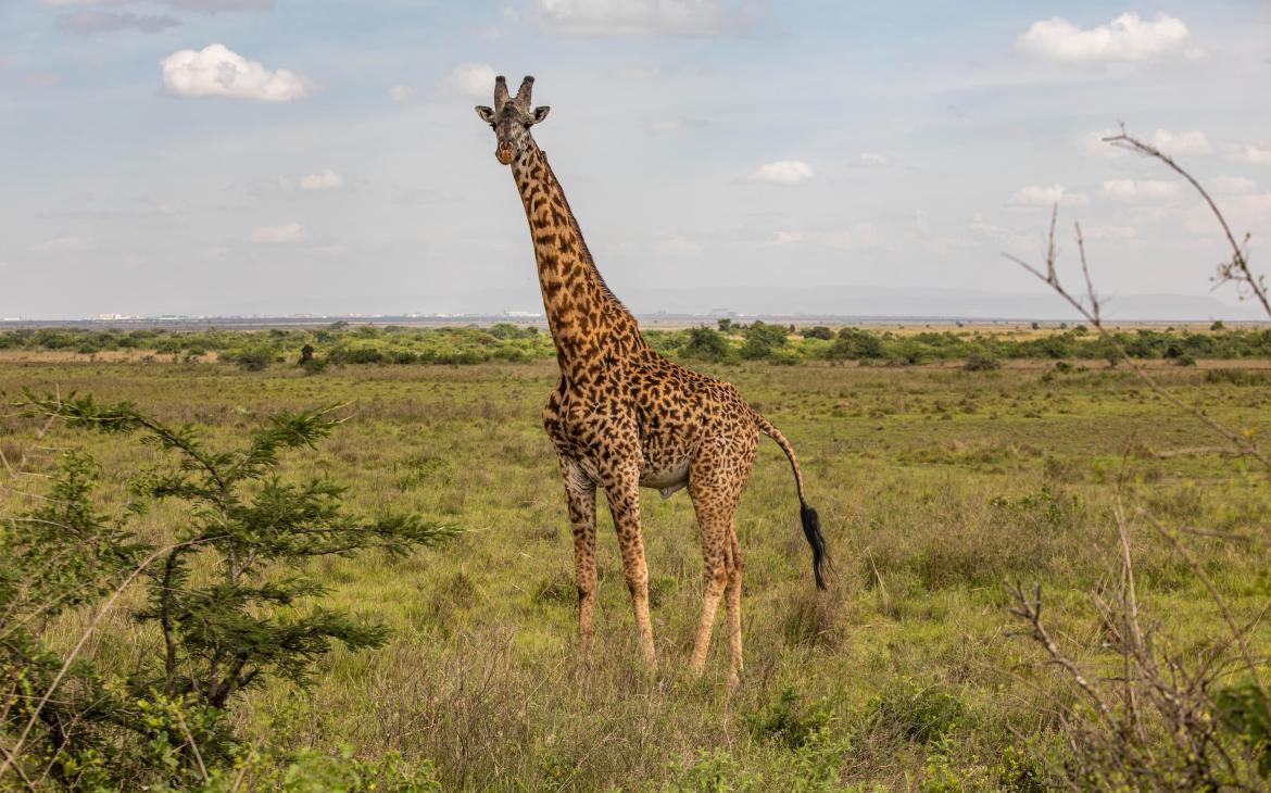 La girafe de Rothschild (Giraffa camelopardalis rothschildi) est une sous-espèce de girafe du Nord. 