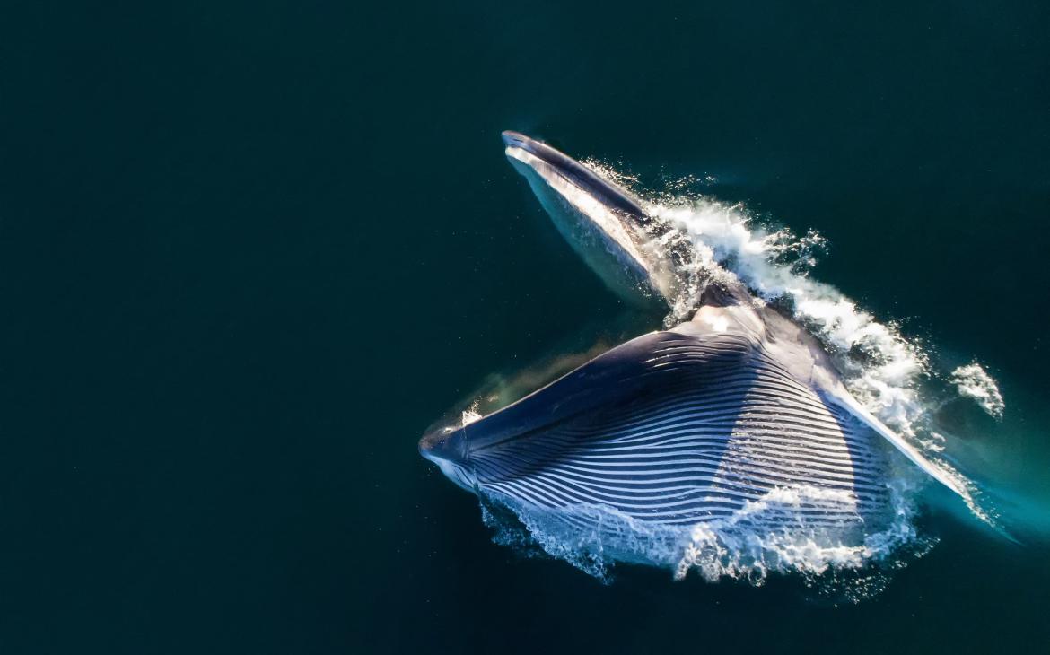 Vue aérienne d'un rorqual commun (Balaenoptera physalus) qui s'alimente à l'aide de ses fanons
