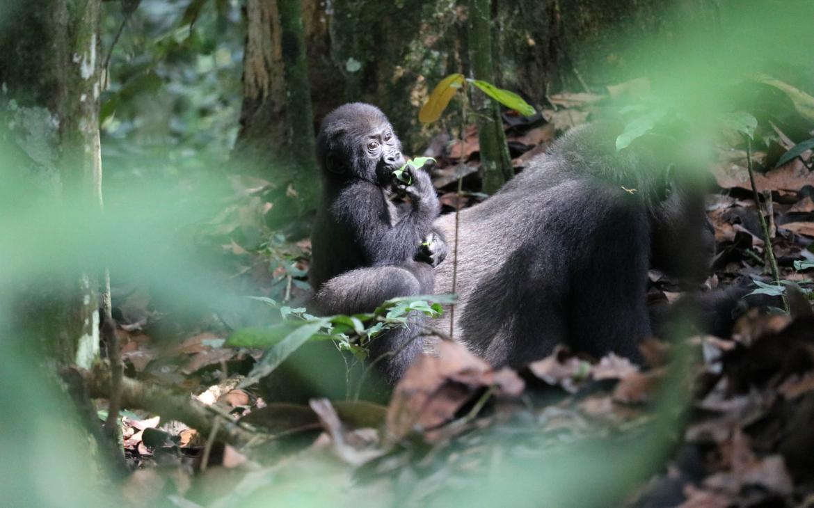 Gorille de montagne (Gorilla beringei beringei), à Danga Sanha, en République centrafricaine.