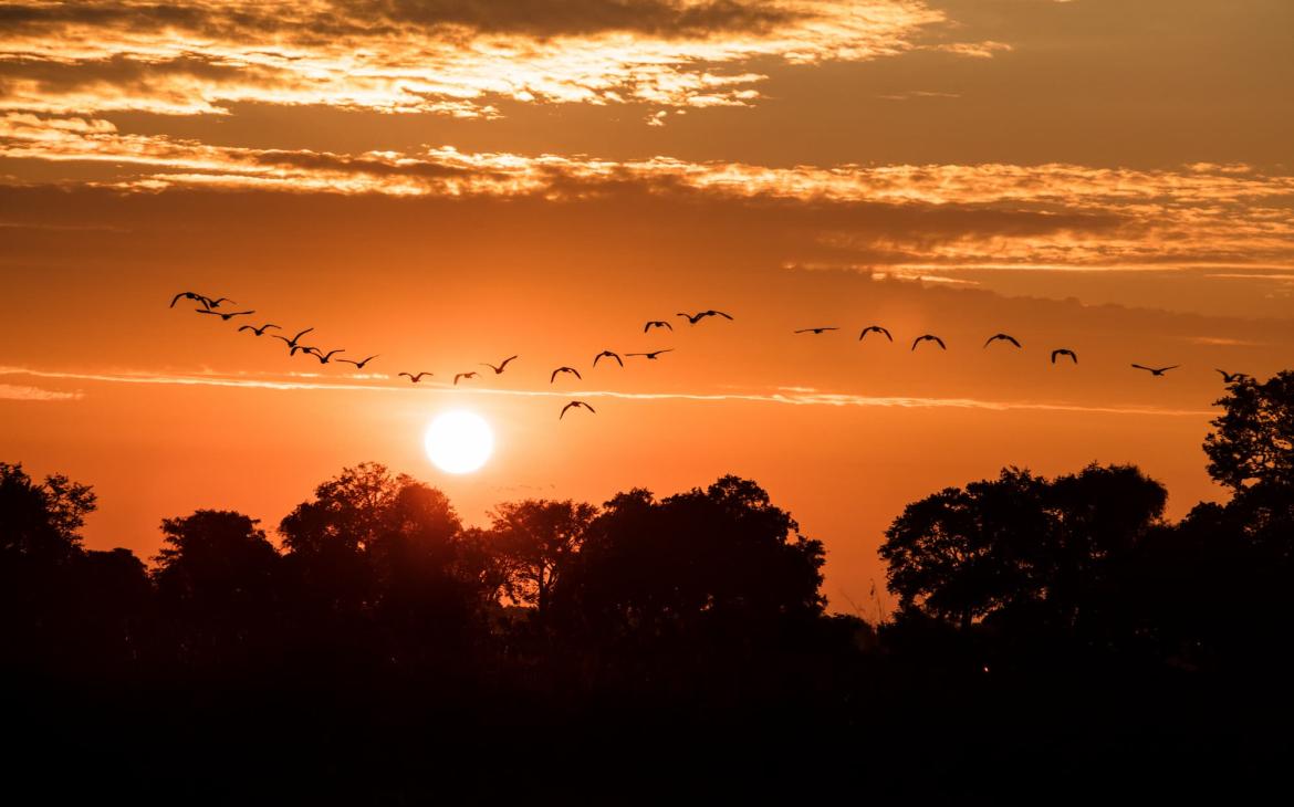Les oiseaux volent au lever du soleil dans le delta de l'Okavango, au Botswana.
