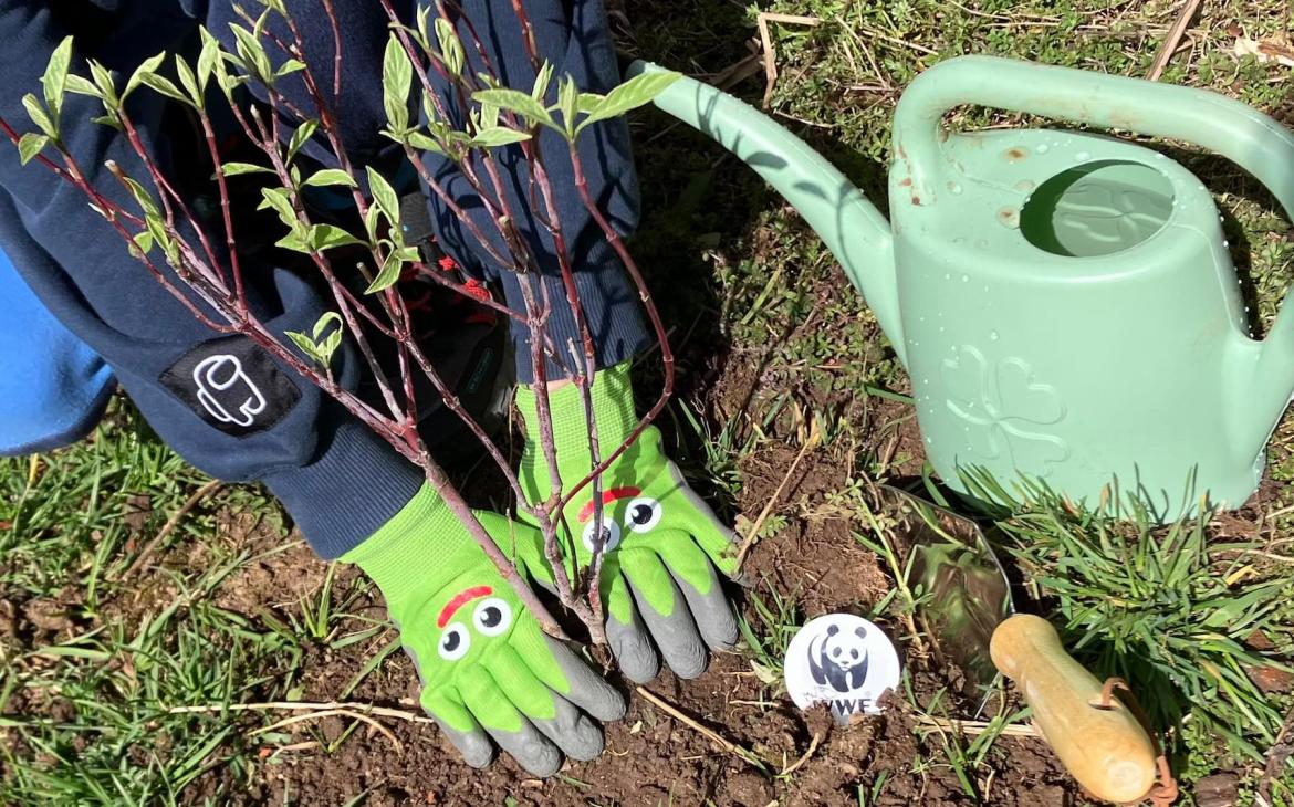 Bénévole WWF plantant un arbre