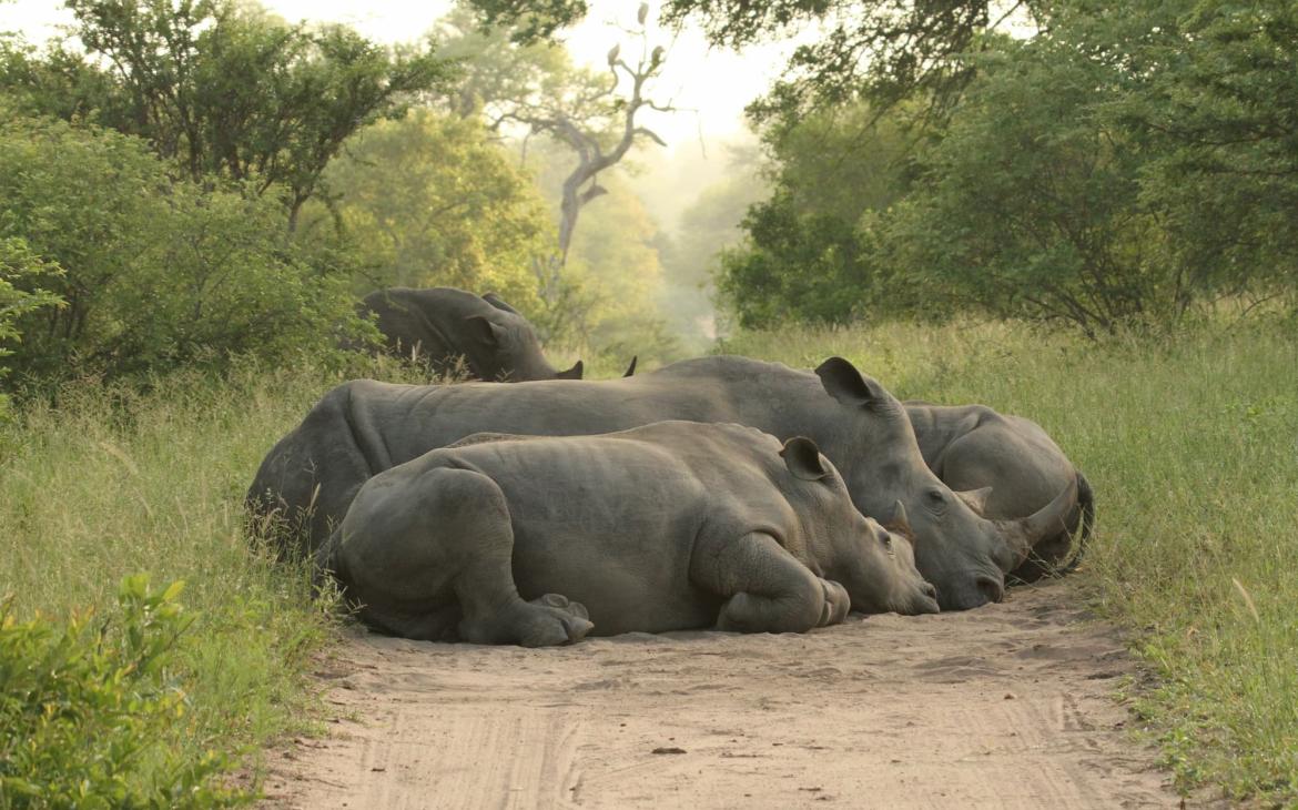 Rhinocéros noirs (Diceros bicornis) et leur petit dans la réserve de Sabi Sands, en Afrique du Sud