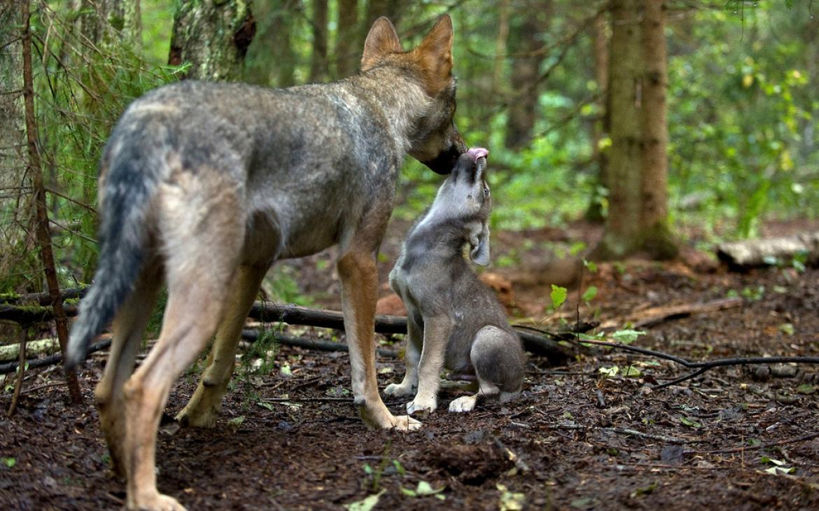 Loups gris (Canis lupus)