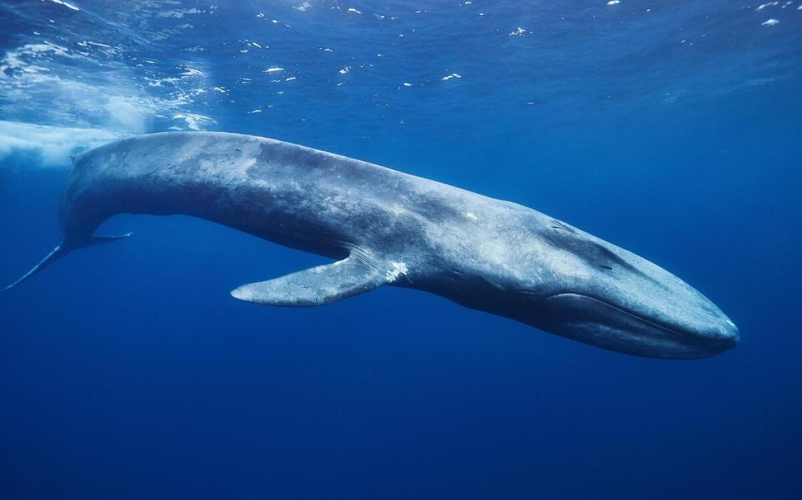 Baleine bleue (Balaenoptera musculus) à Mirissa, Sri Lanka