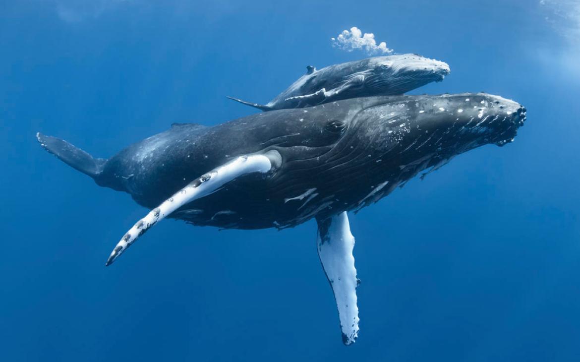 Baleine à bosse (Megaptera novaeangliae) mâle « Tahafa » avec nageoire pectorale blessée et corps couvert de cicatrices, avec sa mère.