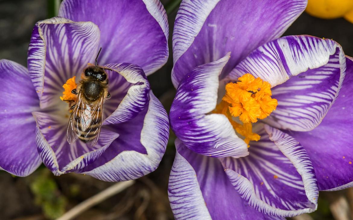 Crocus avec une abeille butineuse