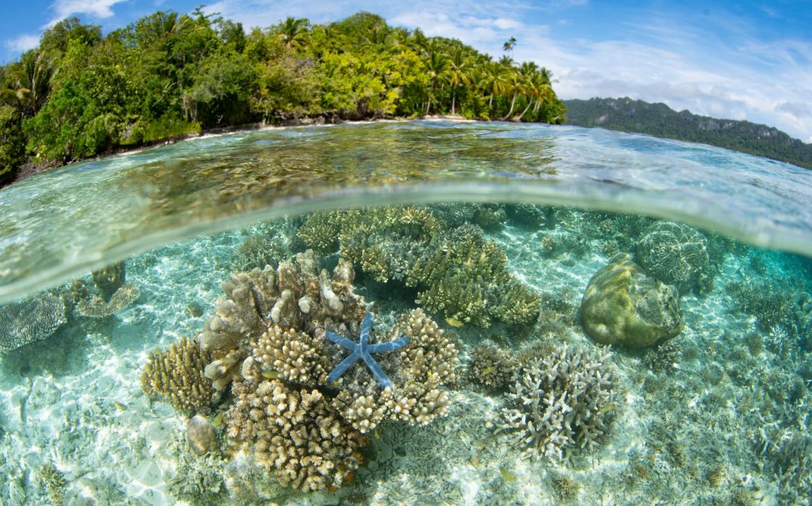 Étoile de mer et coraux sous l'eau dans l'océan