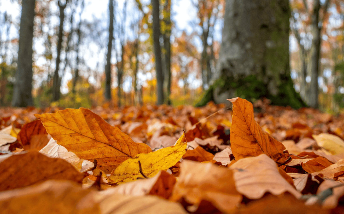Feuilles d'automnes sur le sol