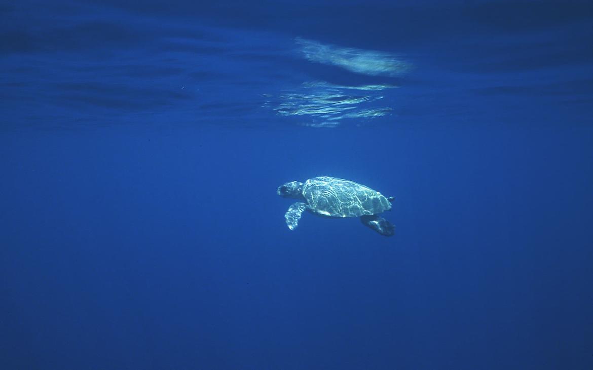 Tortue caouanne (Caretta caretta) nageant au fond de la mer ouverte. Baie de Lagana, Zante, Grèce