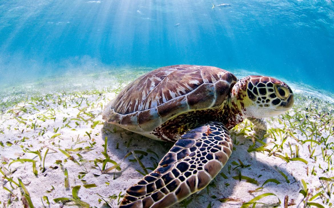 Tortue de mer observée lors de la plongée sous-marine à la réserve marine de Hol Chan. Ambergris Caye, Belize, Amérique centrale.